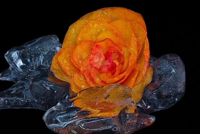 Free Flower Ice photo and picture
