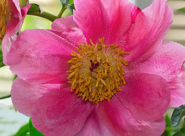 Free Flower Flower Background photo and picture