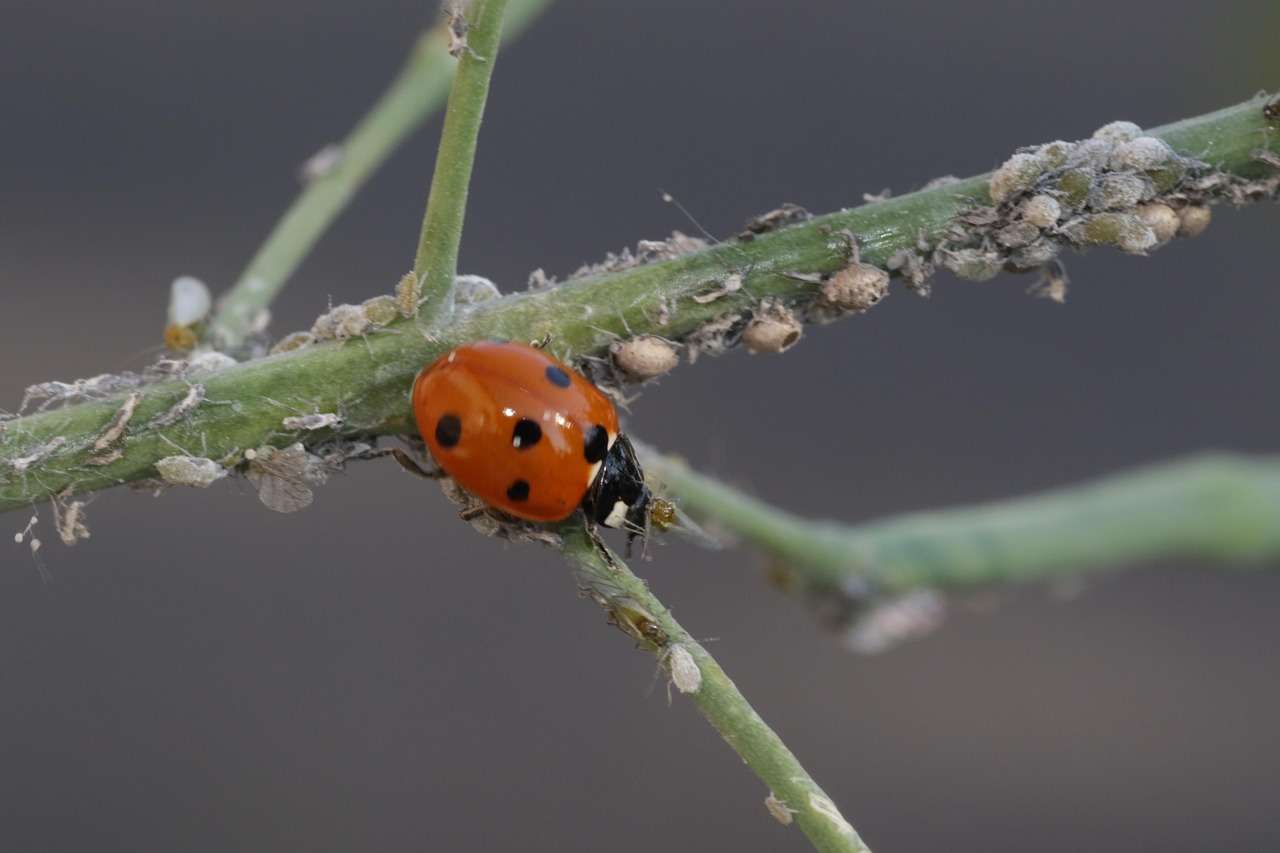 Ladybug Seven Point Red - Free photo on Pixabay - Pixabay