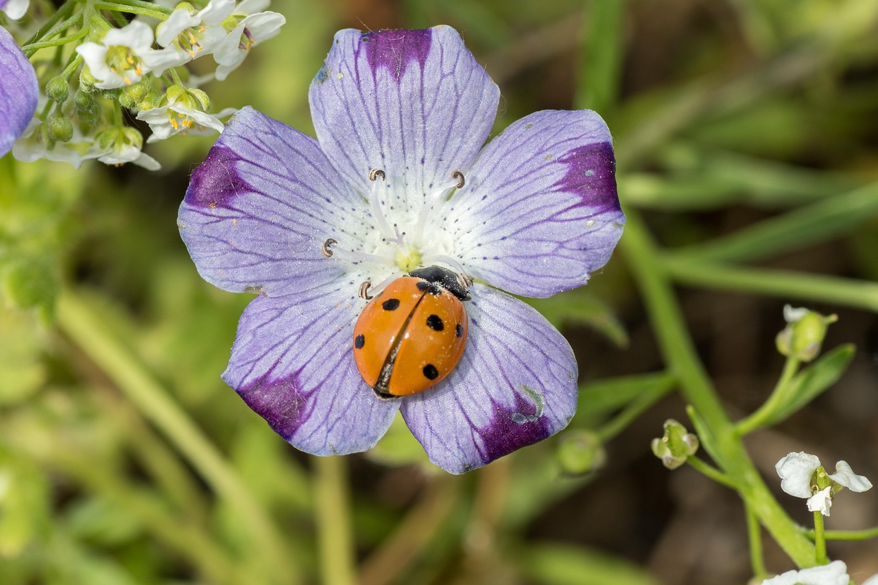 Ladybug Seven Point Red Free Photo On Pixabay