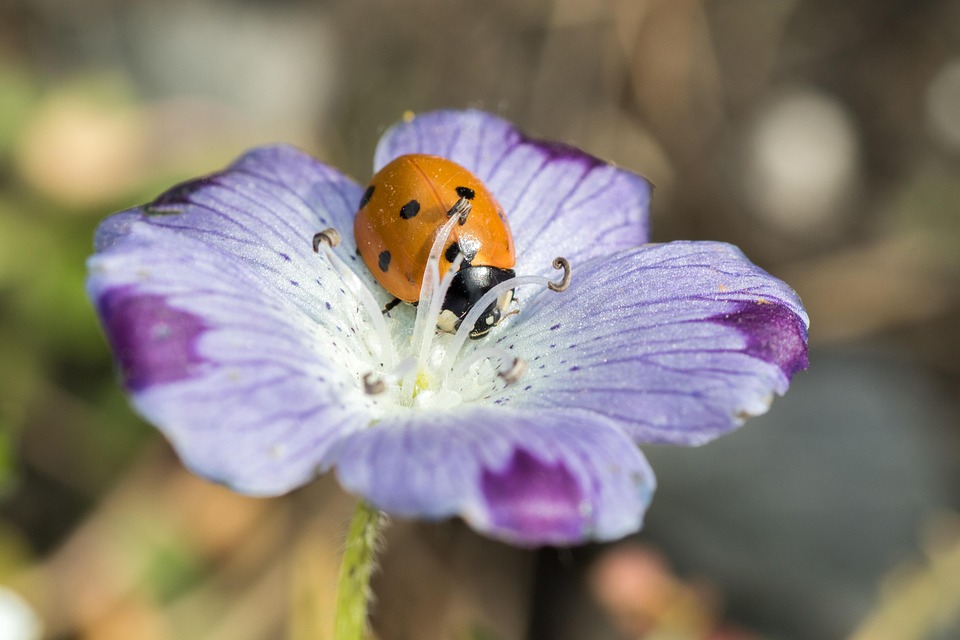 Ladybug Seven Point Red Free Photo On Pixabay ladybug-seven-point-red-free-photo-on-pixabay