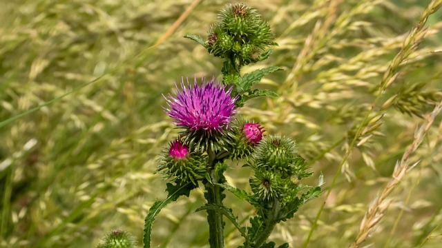 Free Carduus Thistle photo and picture