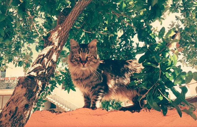 Kat, Øjne, Hår, Væg, Plante, Sardinien