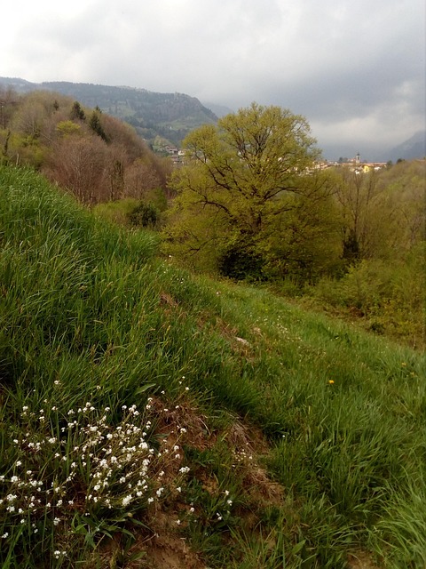 Træ, Blomster, Forår, Blomst, Gren, Have