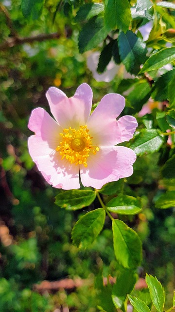 Blumen, Blumentapete, Natur, Rose, Rose