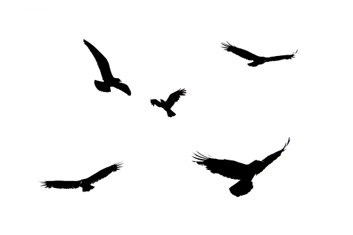 Free Bird Silhouette illustration and picture