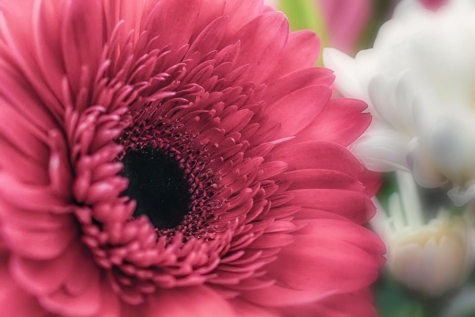 花特写花束 Pixabay上的免费照片