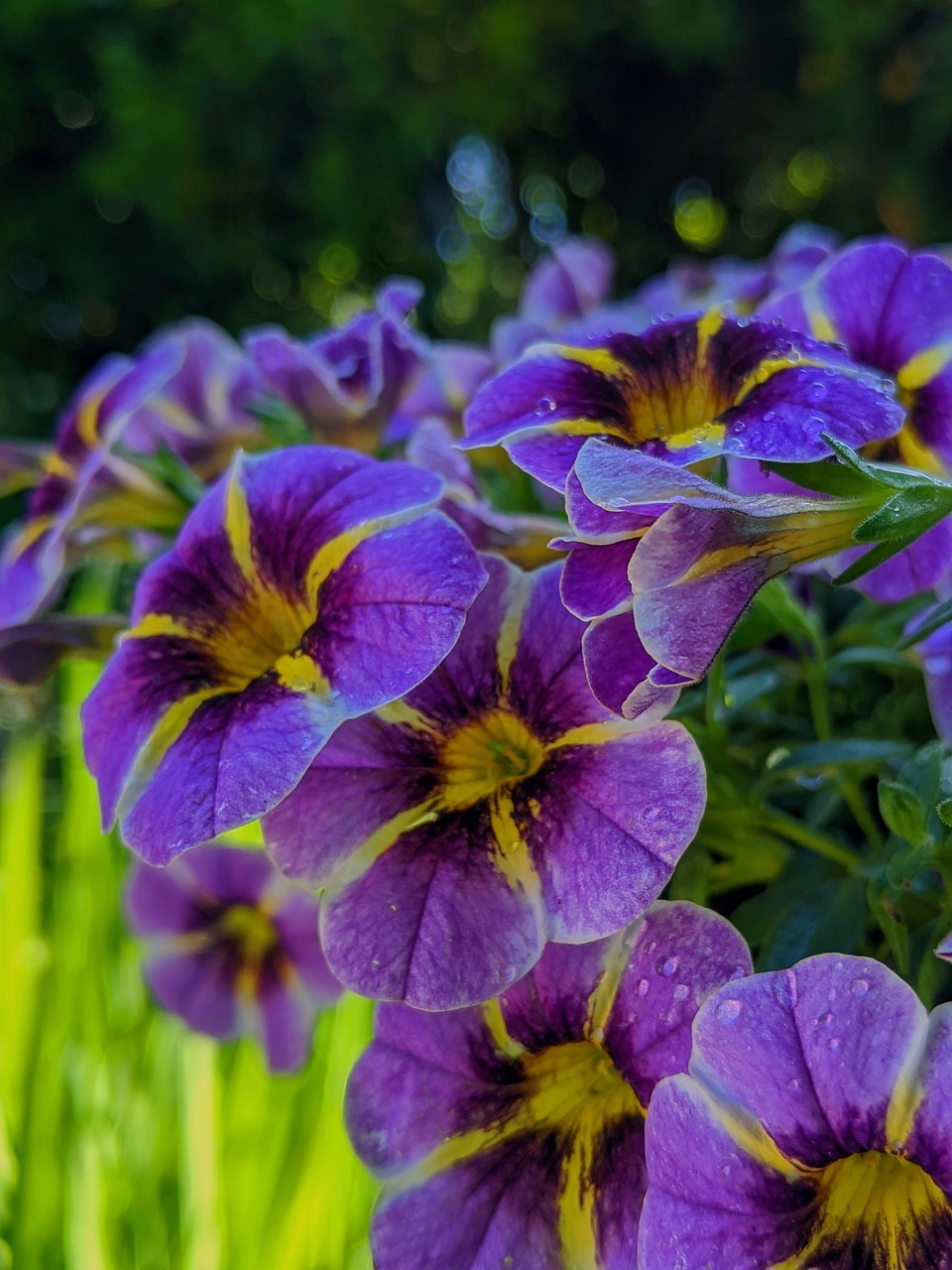 Sitemapcdatahttpsshopinf Inetcomplante A Fleurs Pourpres 7 Lettres