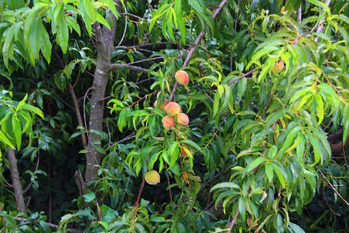 Pfirsiche, Obst, Baum, Früchte, Pfirsich