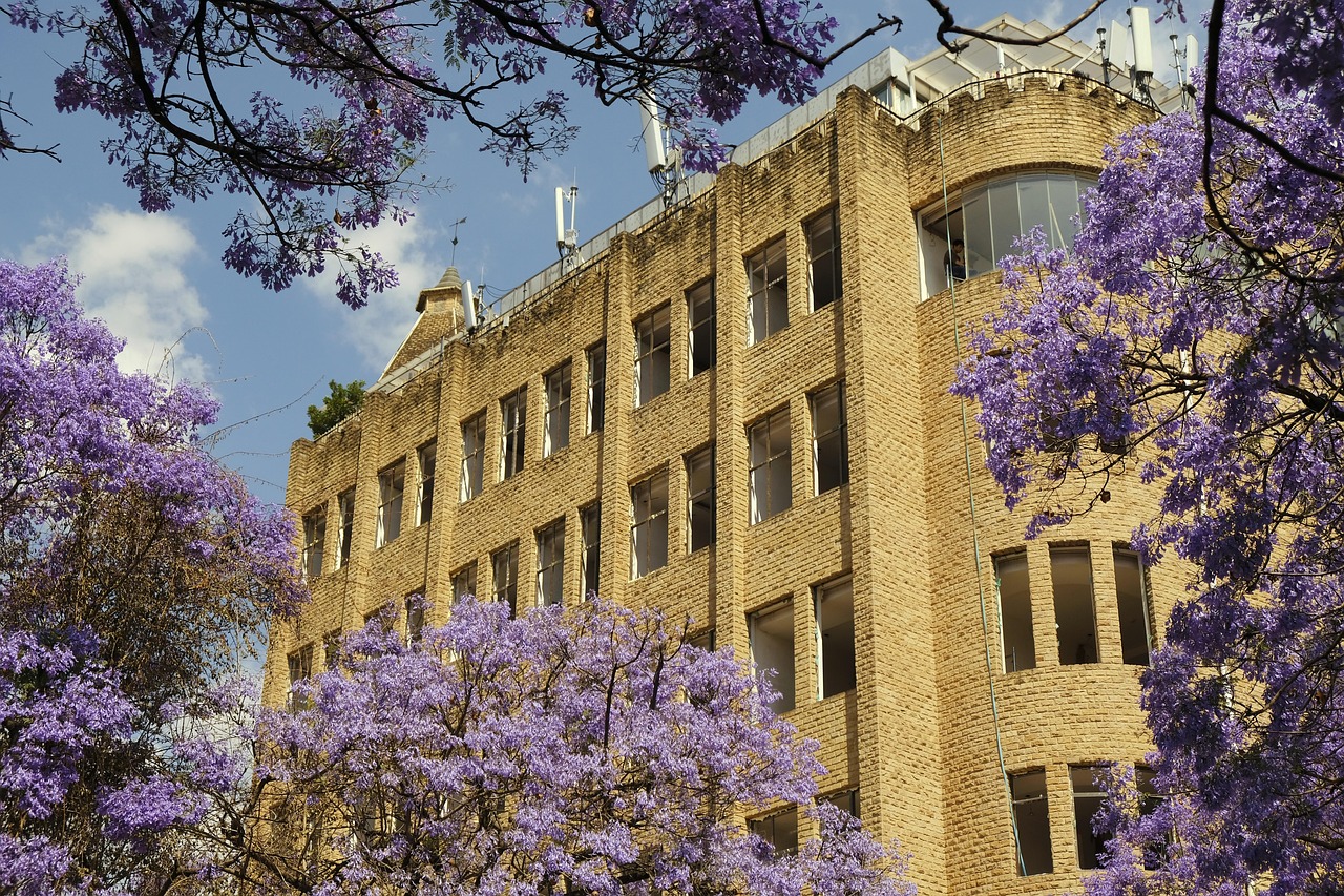 Free Jacaranda Tree photo and picture