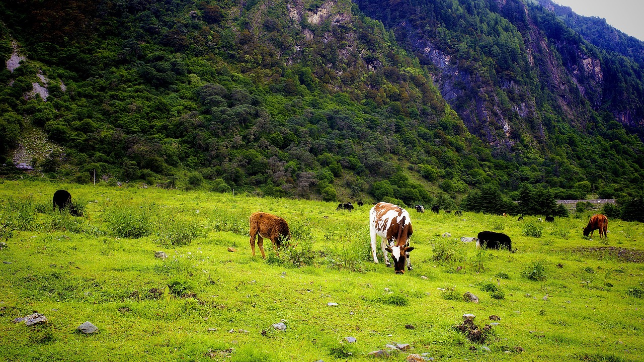 Mountain Peak - free online jigsaw puzzle photo