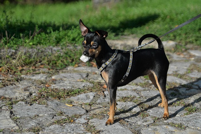 Cachorro Pequeno Animal - Foto gratuita no Pixabay - Pixabay