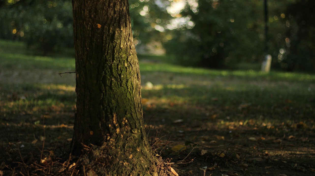 Tree - free online jigsaw puzzle photo