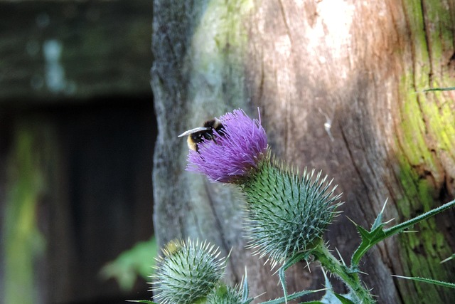 Free Insects Bumblebee photo and picture