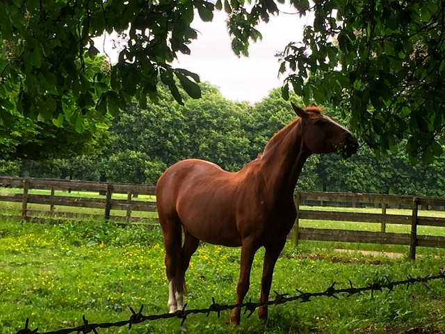Free Horse Animal photo and picture