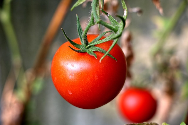 Free Tomato Plant photo and picture