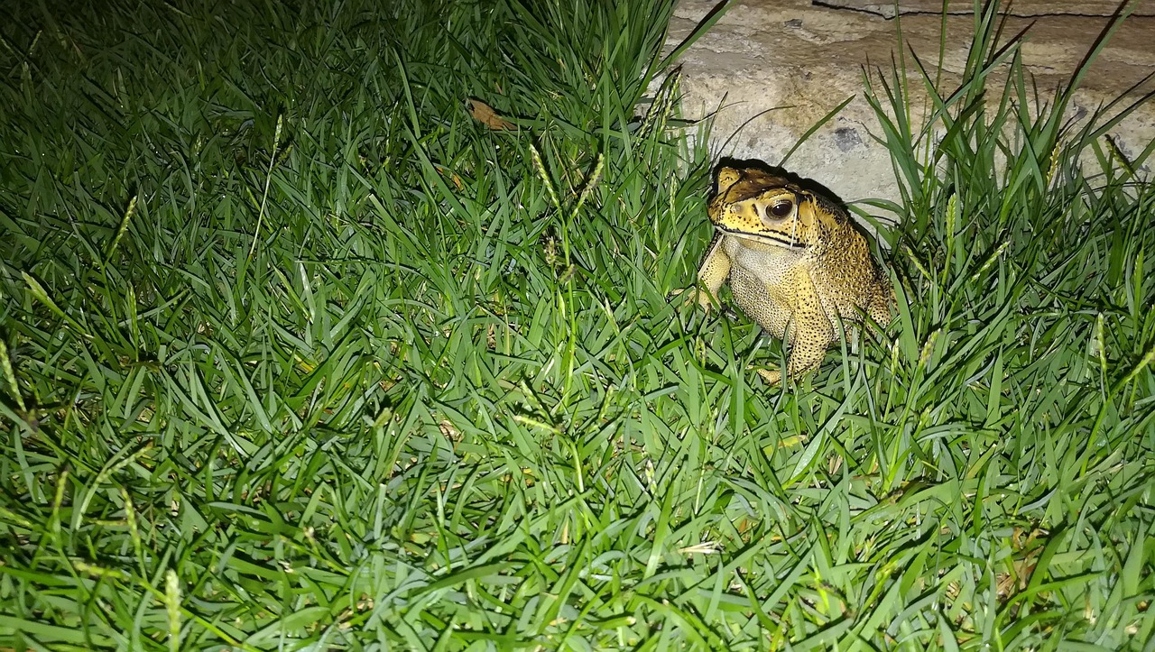 Frog Green Grass - Free photo on Pixabay - Pixabay