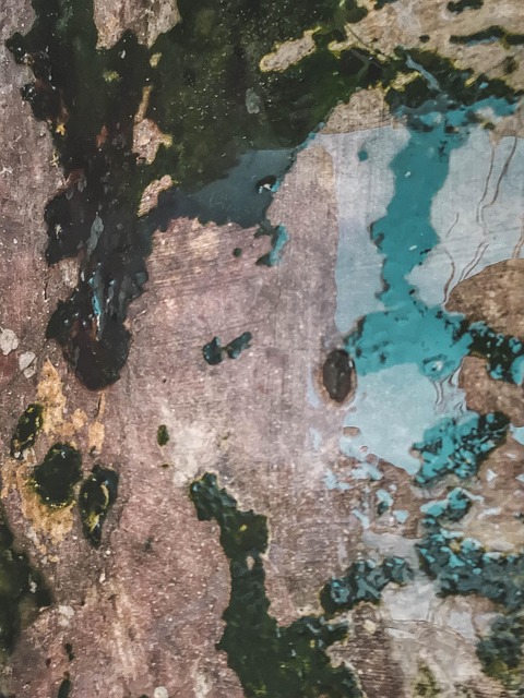 Free Moss Green photo and picture