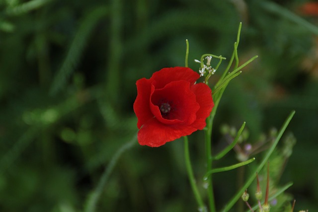 Free Flower Flowers photo and picture