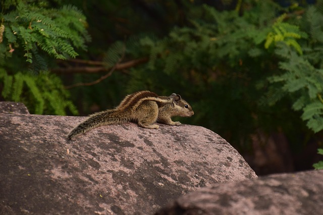 Free Chipmunk Nature photo and picture