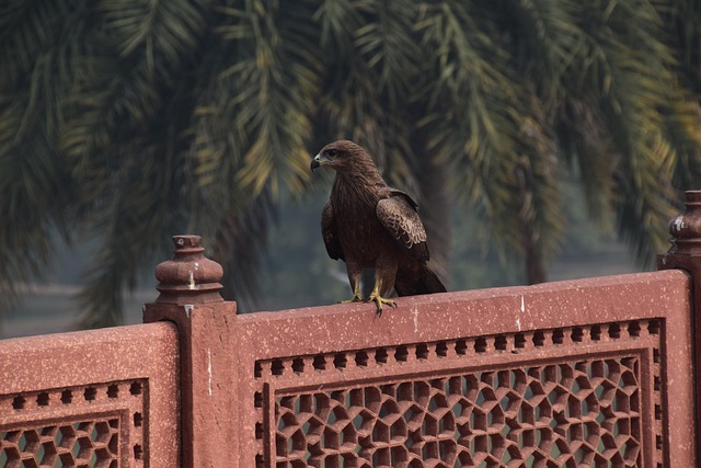 Free Eagle Nature photo and picture