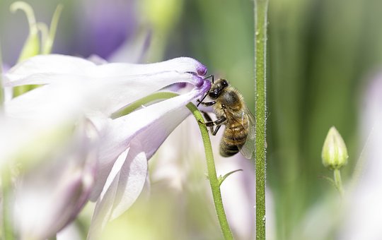 Biene, Insekt, Pollen, Makro, Natur