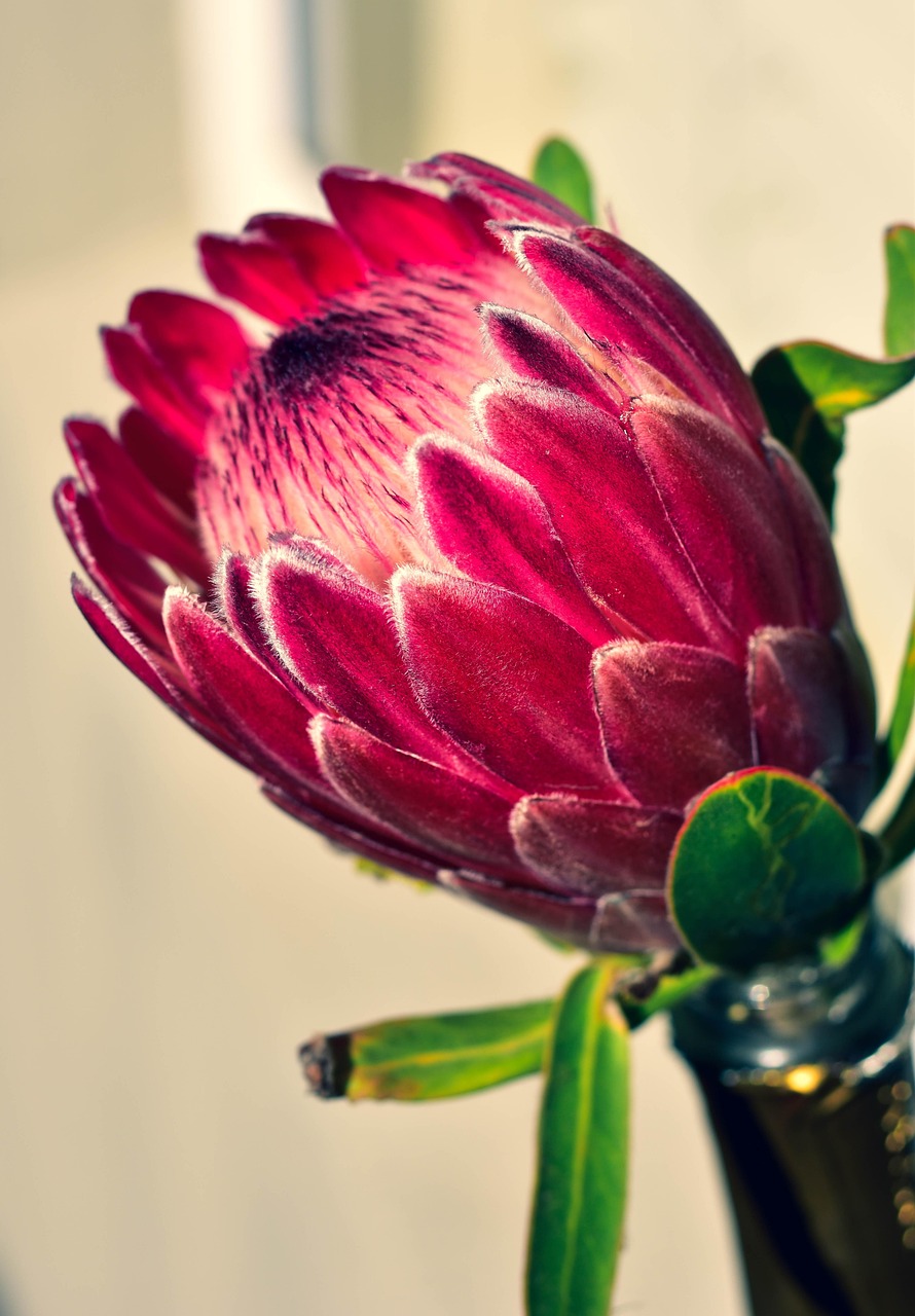 Protea Flower Floral - Free photo on Pixabay - Pixabay
