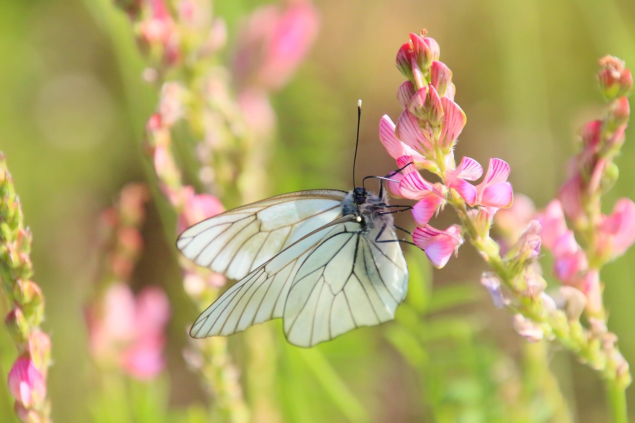 Butterfly - free online jigsaw puzzle photo