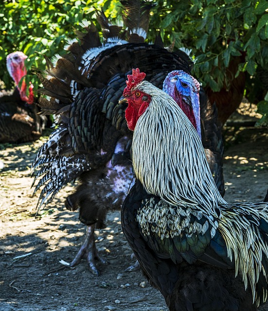 Free Domestic Bird Rooster photo and picture