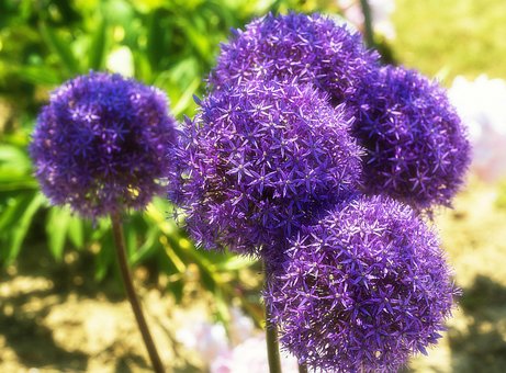 Free Flower Garden photo and picture