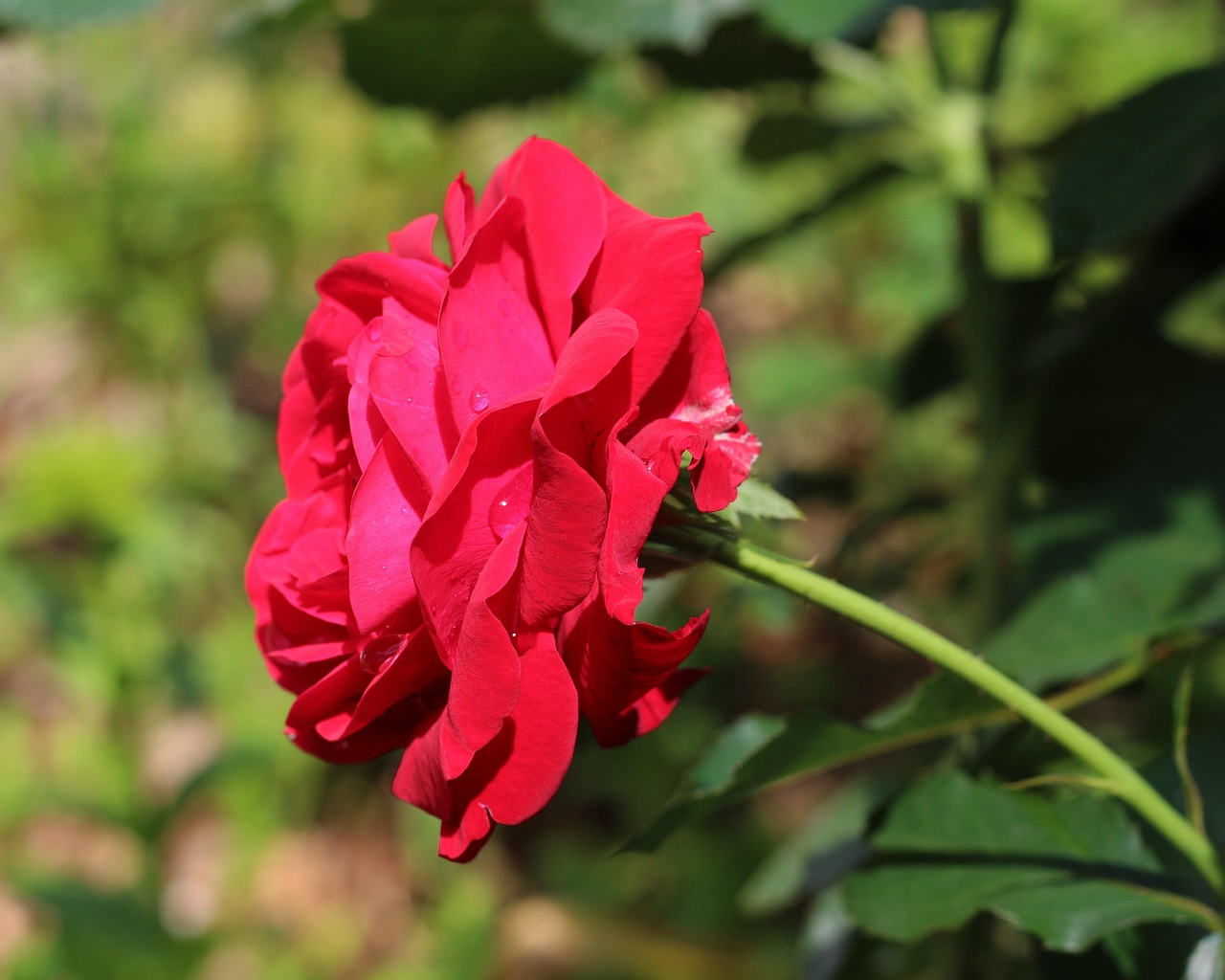 Deep Pink Magenta Free photo on Pixabay Pixabay