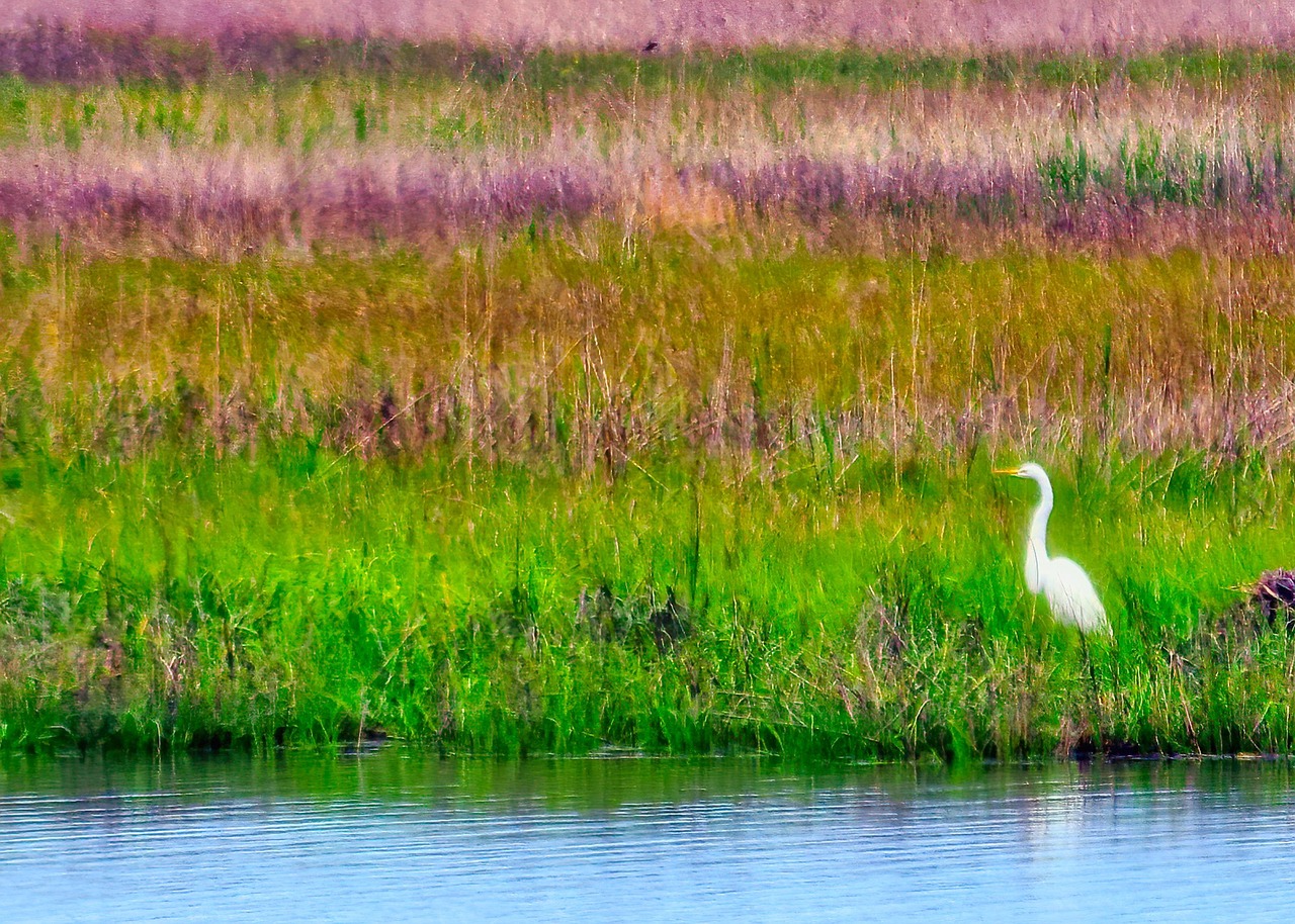 Egret Swamp Marsh - Free photo on Pixabay