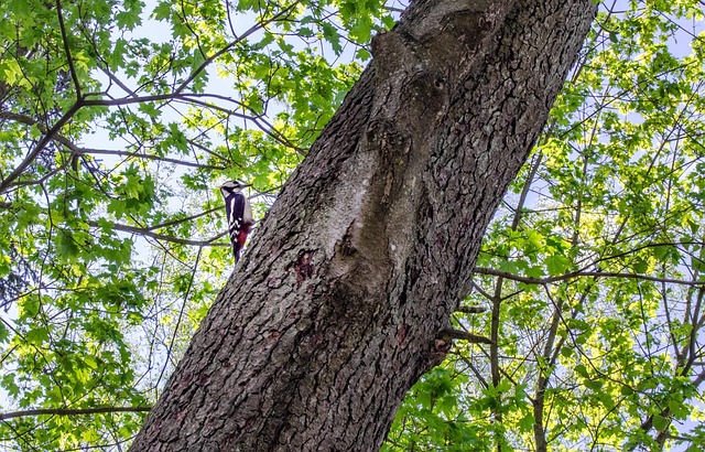 Free Woodpecker Trunk photo and picture