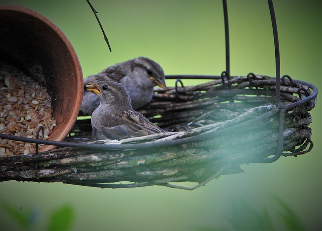 Free Sparrows Family Sparrow photo and picture