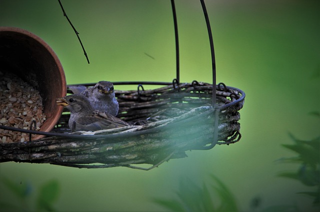Free Sparrows Family Sparrow photo and picture