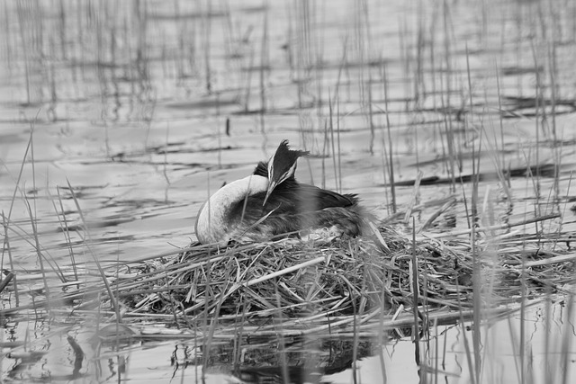 Free Black And White Bird photo and picture
