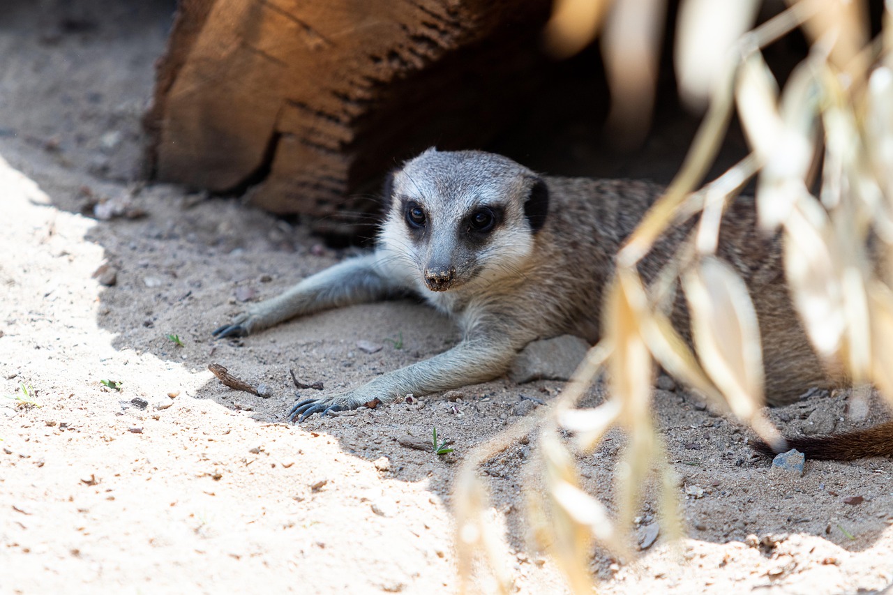 ミーアキャット 動物園 動物 Pixabayの無料写真