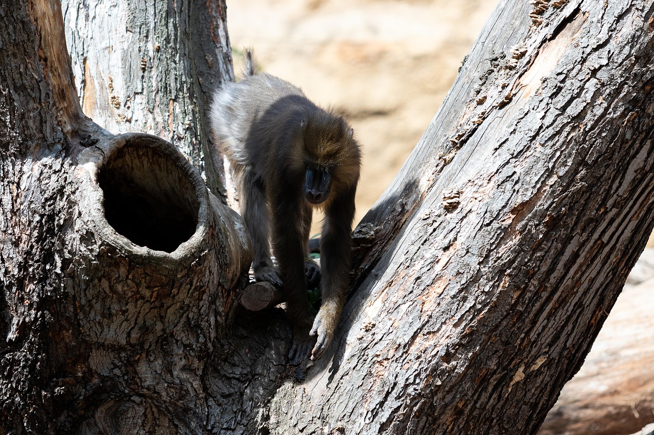 Ape Zoo Animal Free photo on Pixabay Pixabay