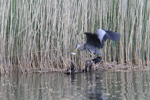 Free Heron Heron Eating Fish photo and picture