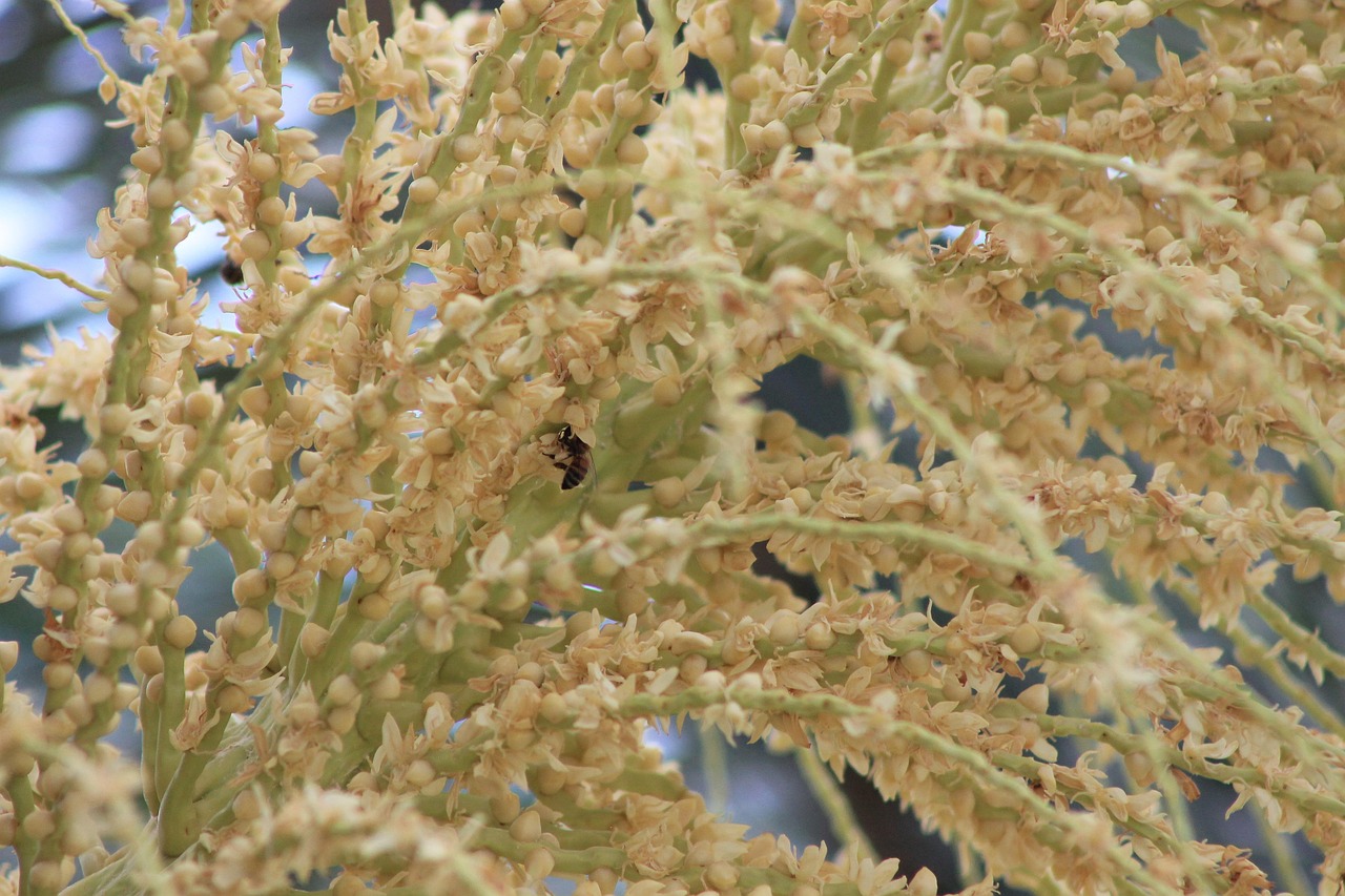 Bee Tree Garden - Free photo on Pixabay - Pixabay