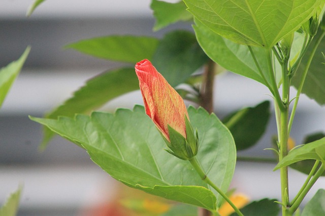Floare, Cocon, Natura, Tapet Cu Flori