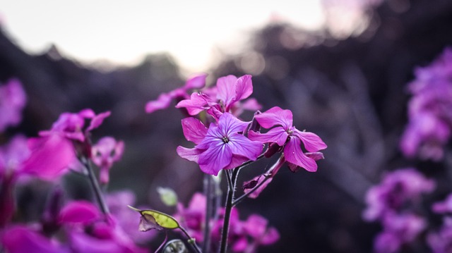 Free Pink Flower photo and picture