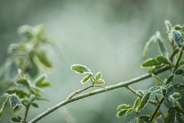 Free Green Plant photo and picture