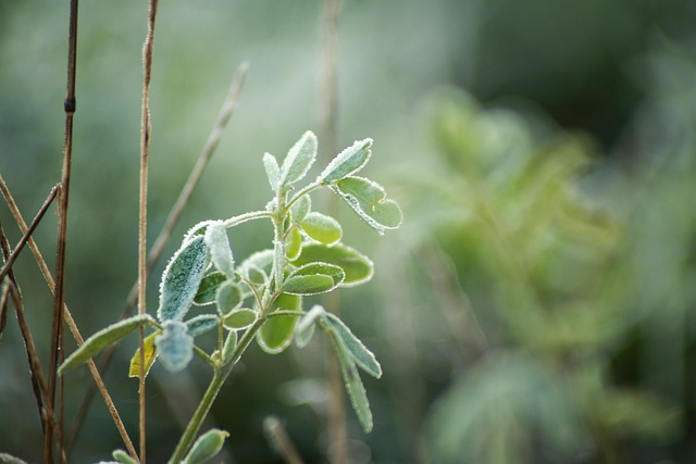 Free Green Wallpaper Hd photo and picture