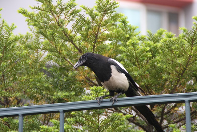 Free Magpie New photo and picture