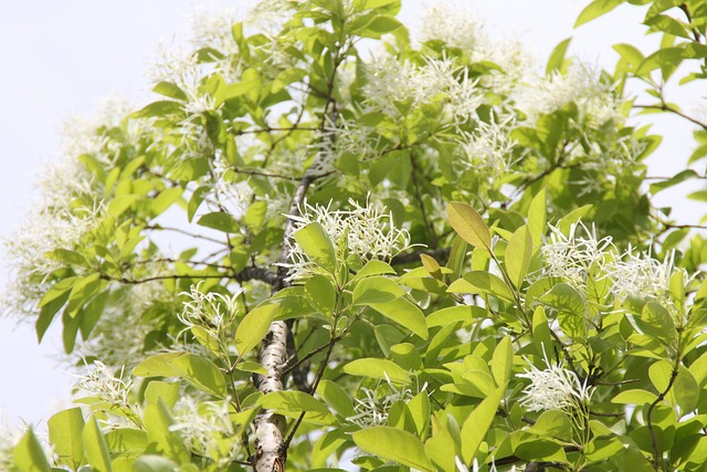 Free Poplar Tree This Pop photo and picture
