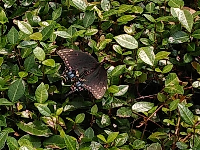 Free Butterfly Nature photo and picture