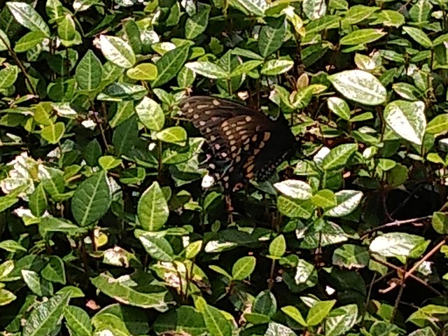 Free Butterfly Nature photo and picture