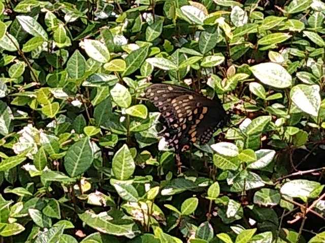Free Butterfly Nature photo and picture