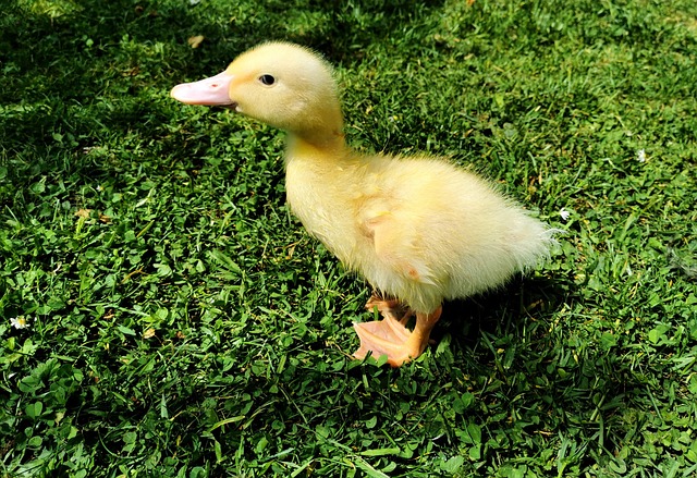 Ente Natur Süß - Kostenloses Foto auf Pixabay - Pixabay